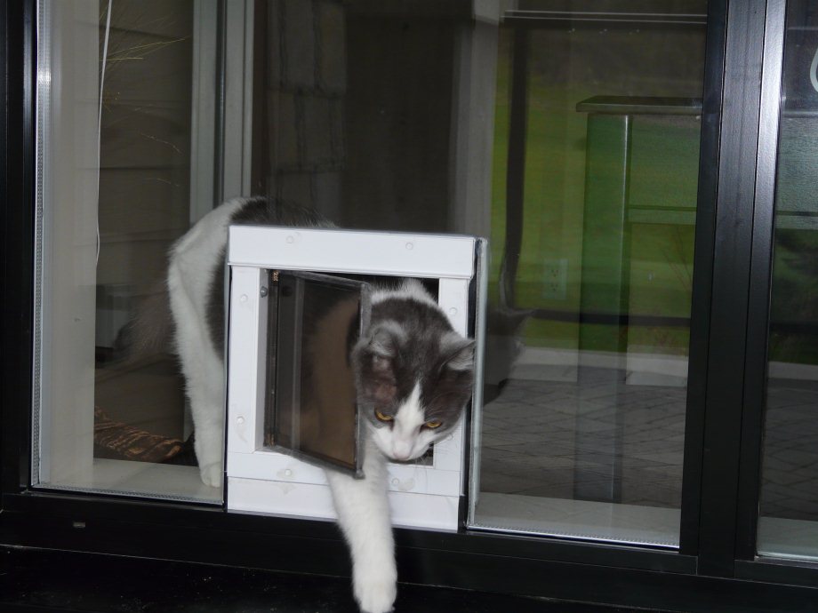 cat door glass