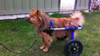 Dogs in Wheelschairs?