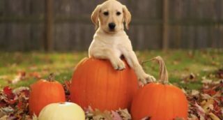 10 Safety Tips for Pets this Halloween